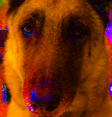 Dog image with HSV Saturation
